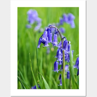 Bluebells Posters and Art